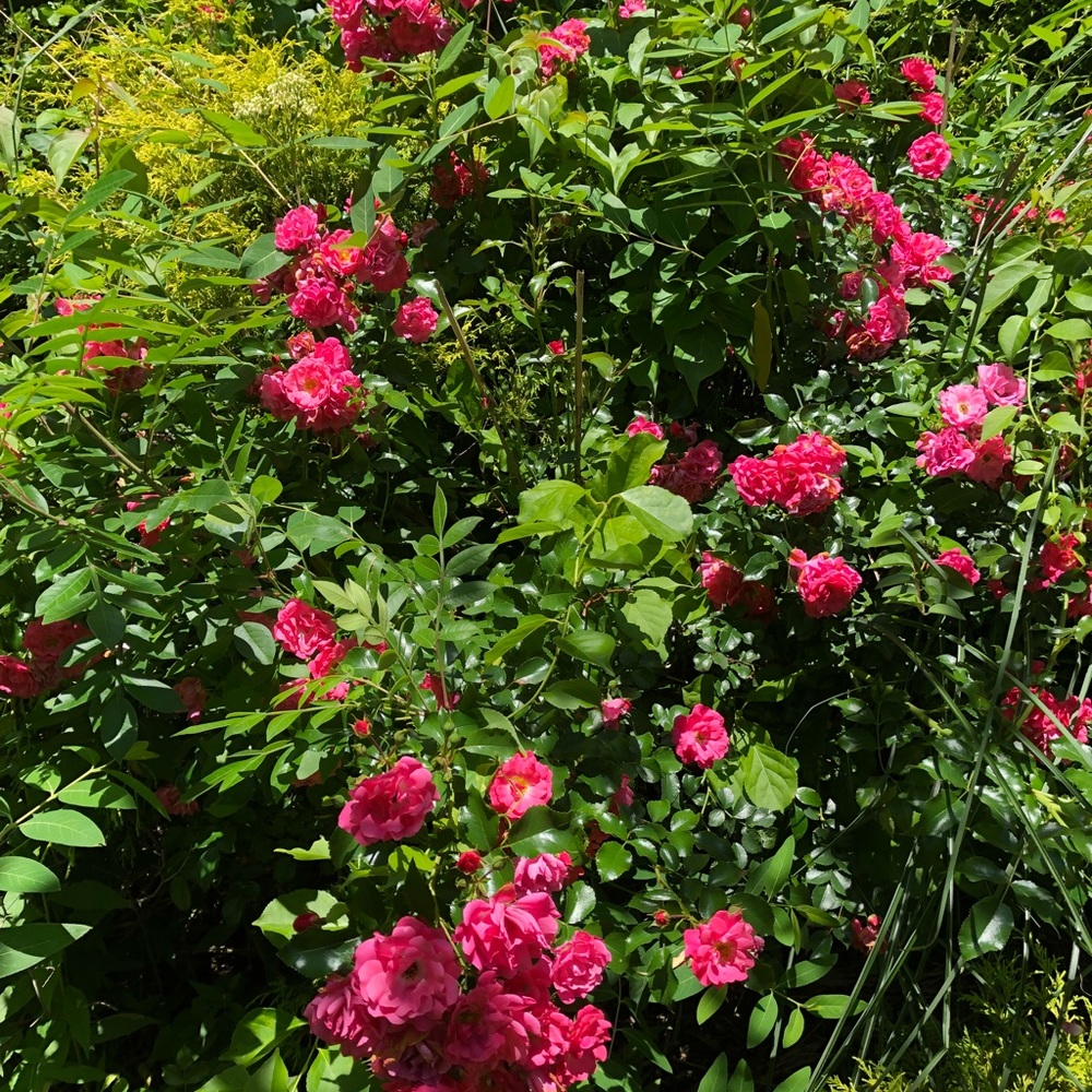 Meet your Posher, Meghan